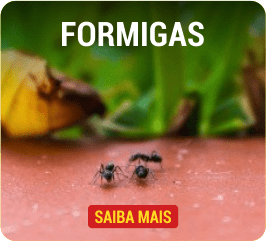 formigas
